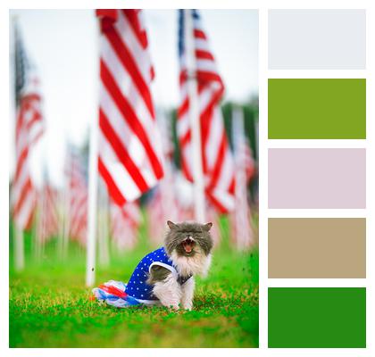 American Flag July 4Th Cat Image
